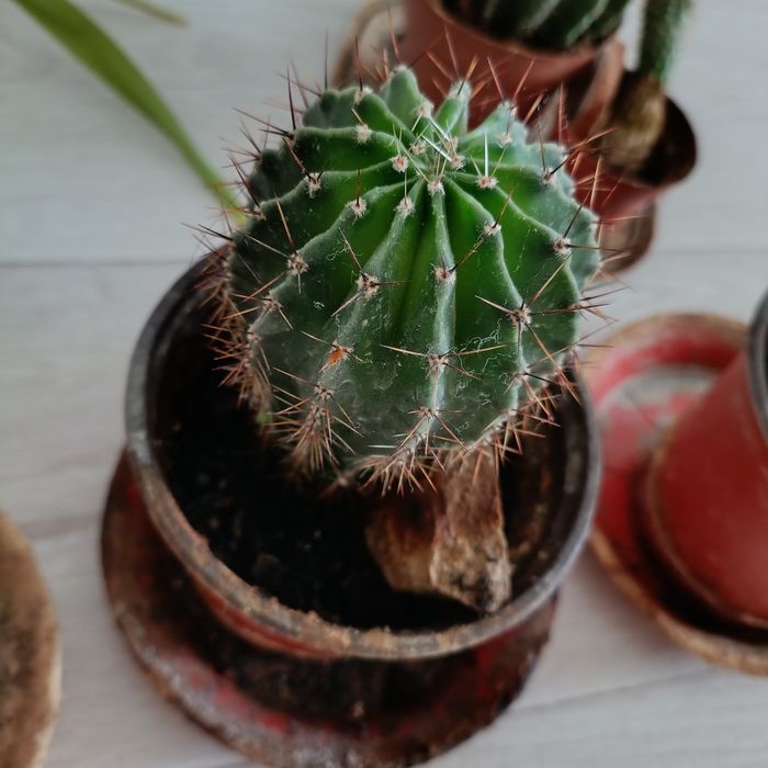 Кактусы хлорофитум сансевьера