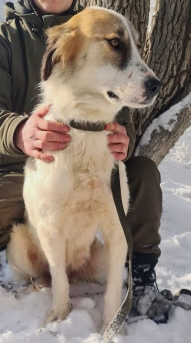 ПорОдиСтыЕ соБаЧки а приюте