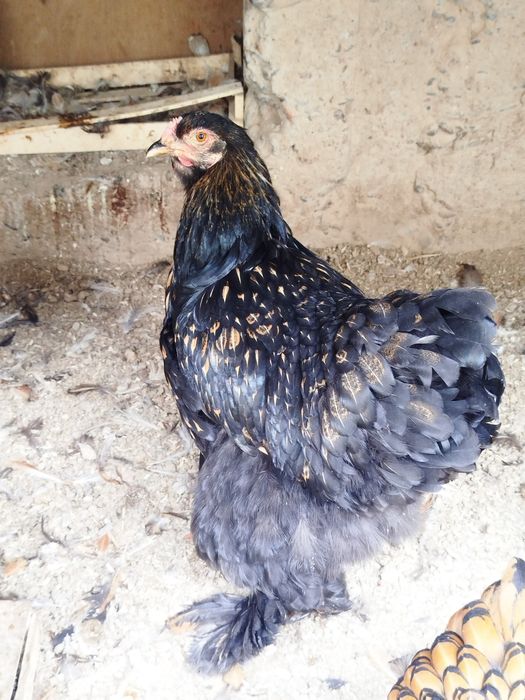 Брама золота Товуқ 450мин донаси