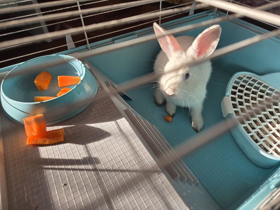 Продам декоративного кролика