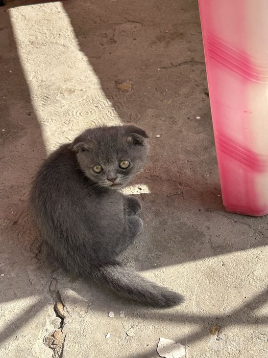 Продается шотландский котят
