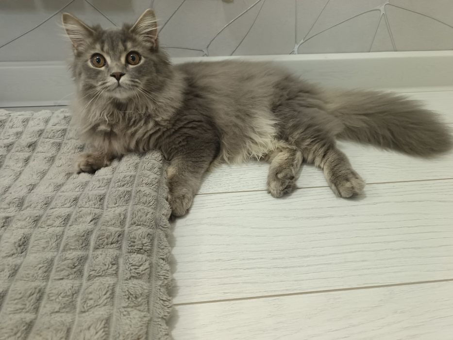 Британский скоттиш страйт пишите через телеграм не звонить.