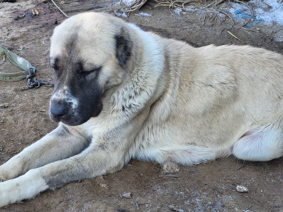 Тәуір Алабай ит сатылады.