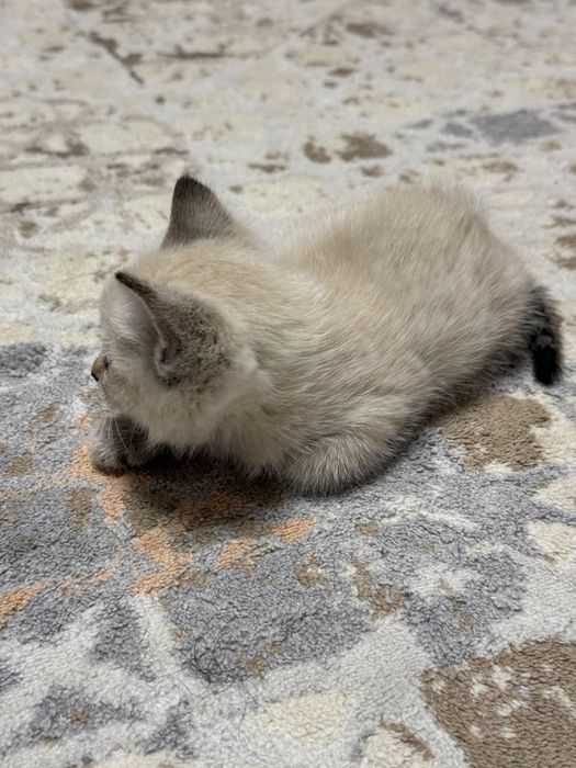 Кошка домашняя 8000