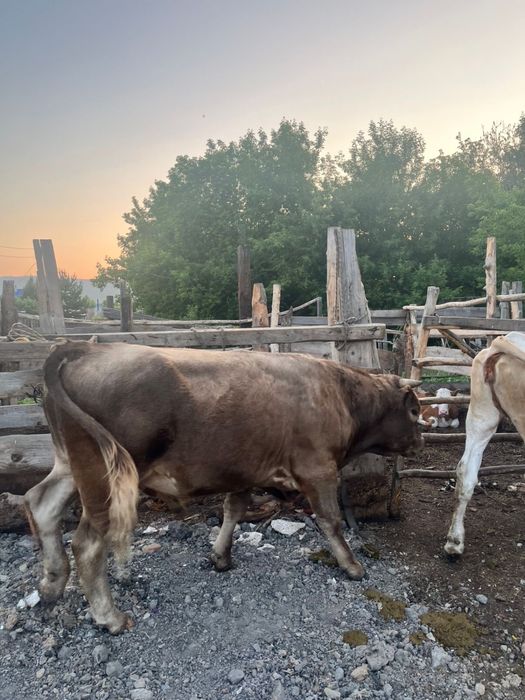 Продам, крупного быка