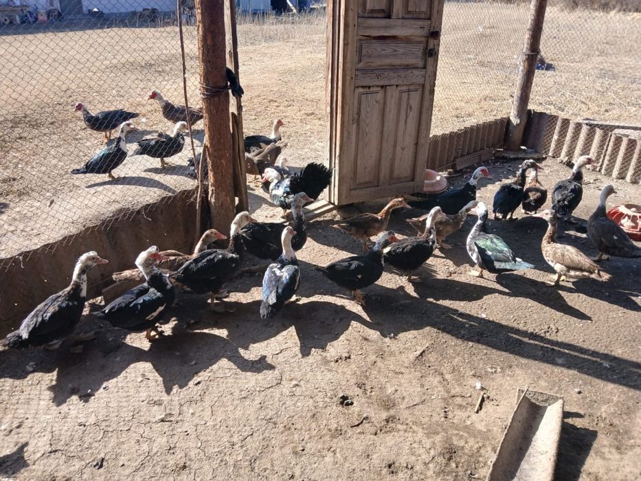 Продам Самки индоутки