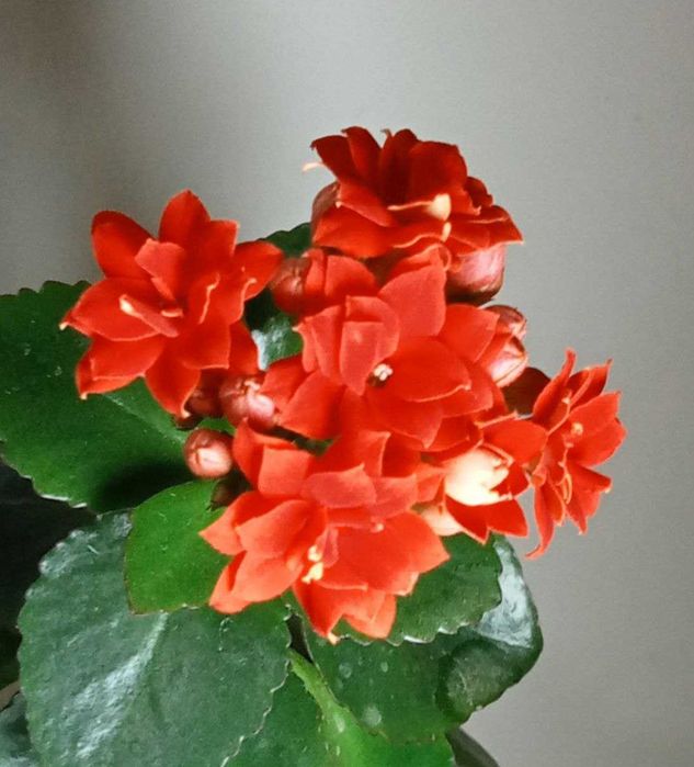 Продам. Каланхоэ  декоративное.