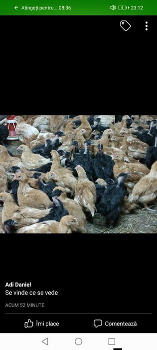 Livram pui albi de carne și rasă mixta la domiciliu