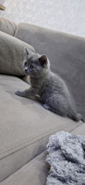 Скоттиш страйт котята