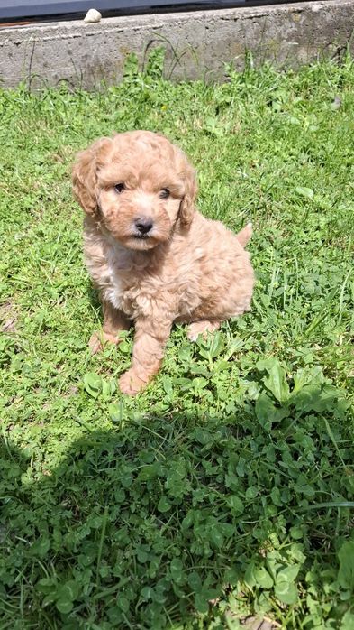 Maltipoo/pudel/poodel toy TRANSPORT Gratuitin toata RO