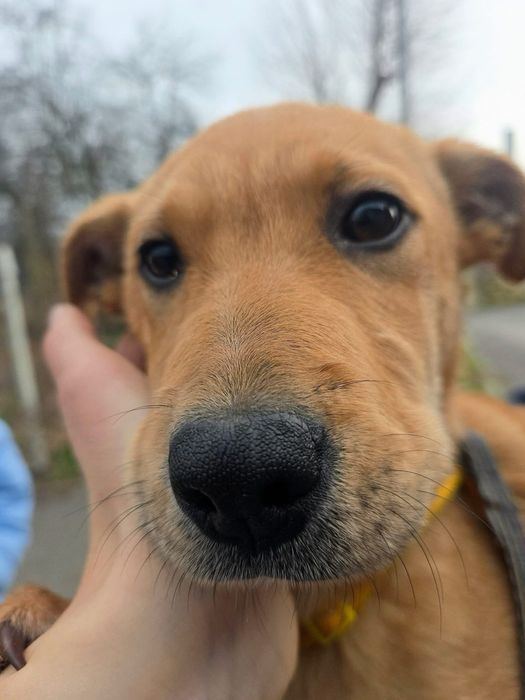 Кученце лабрадор микс