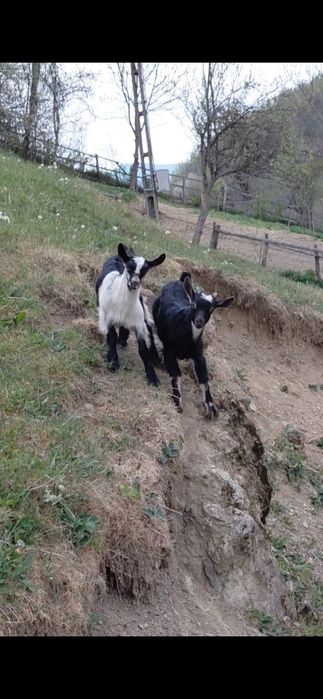 Vând ied și iada