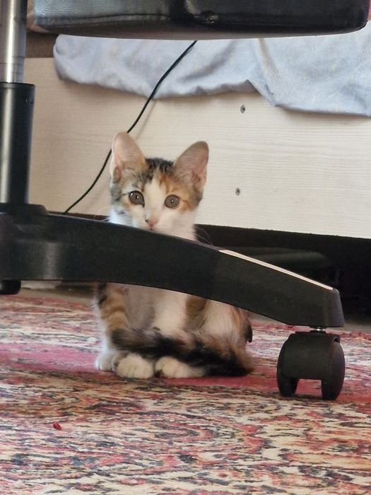 Срочно, отдам котёнка
