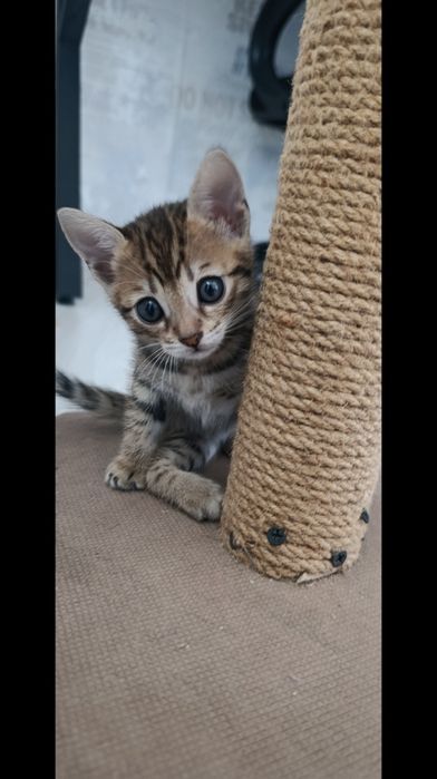 Продам бенгальских котят 120000 тг.