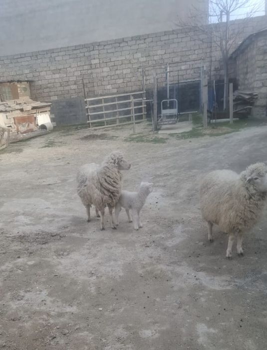 Қозылы қой бағасы 100.000тг