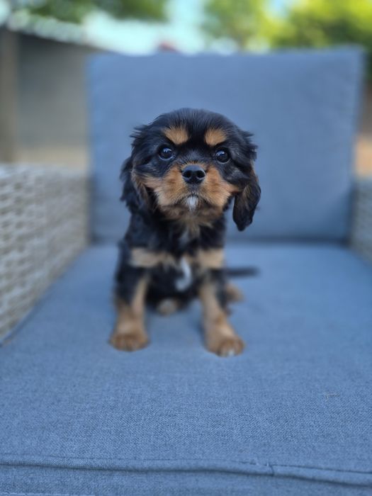 Cavalier king charles