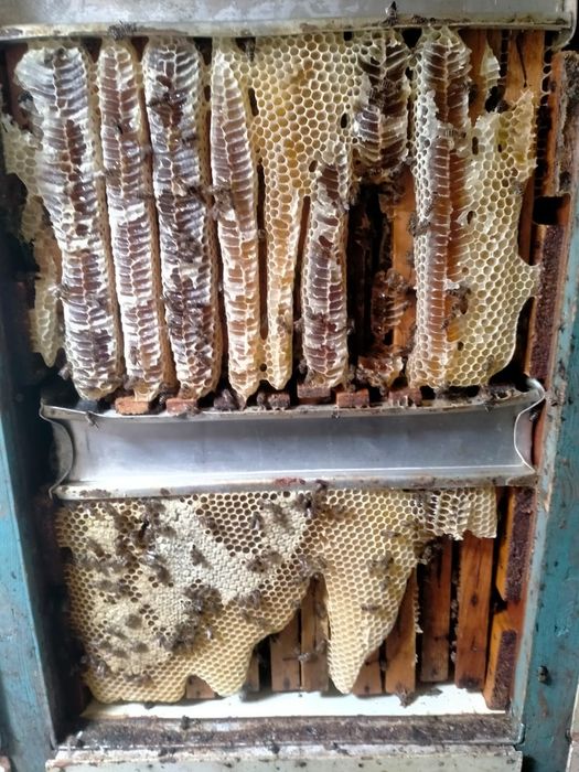 Натуральный мёд с личной пасеки