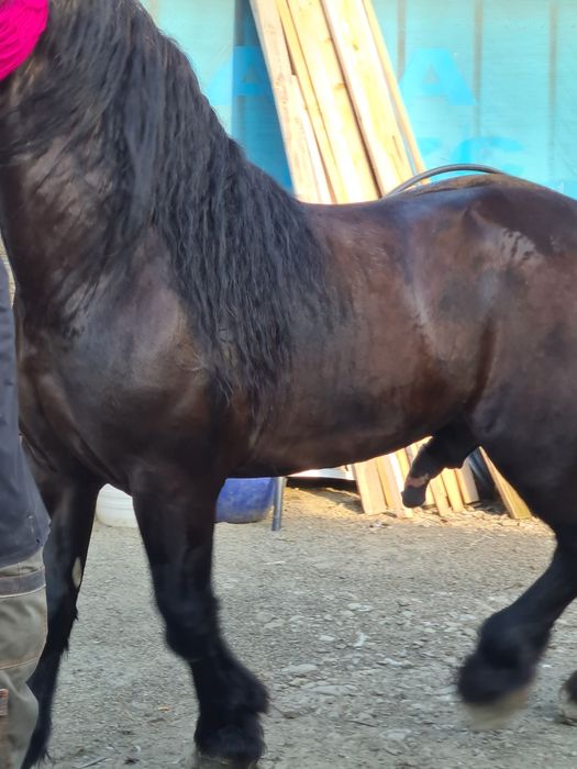 Vand sau Schimb Harmasar semi greu