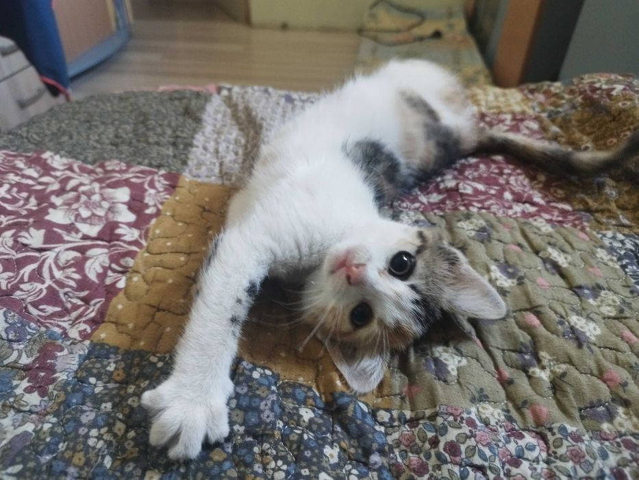 Подарявам котета