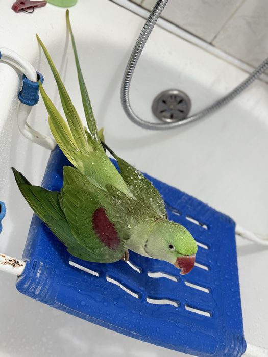 Продается Александрийский ручной попугай