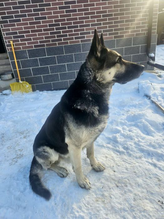 Вео для вязки(кобель)