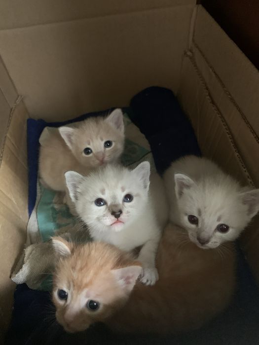 Отдам котят в добрые руки
