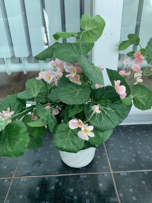 Цветы декоративные