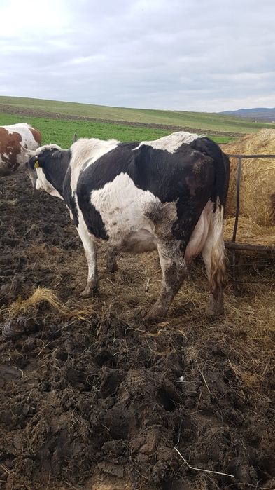 Vacă gestantă in 8 luni