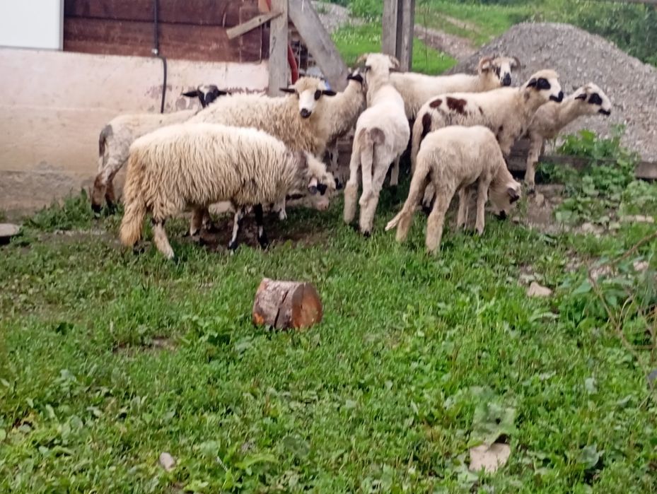 Miei de vânzare  nu se vinde pe bucata