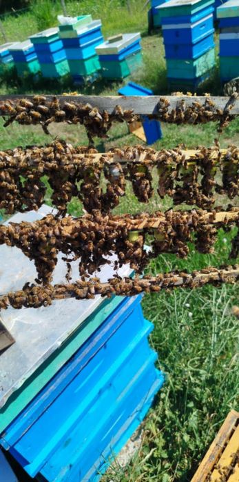 Продавам отводки Дадан блат,Рут,Фарар