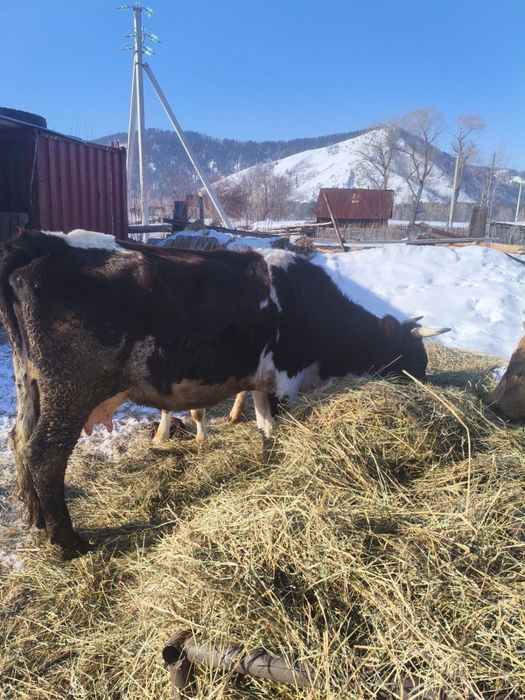 Продам корову, цементалка . Черно- белой масти. 5 лет