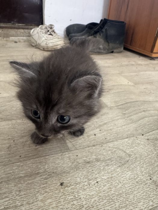 Отдам котят в добрые руки
