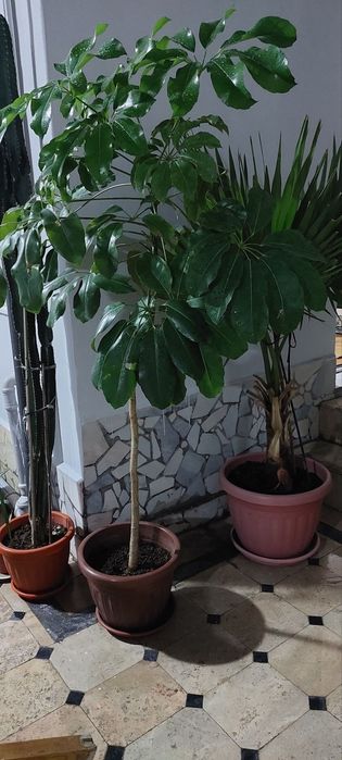 100 ta ga yaqin gullar mavjud