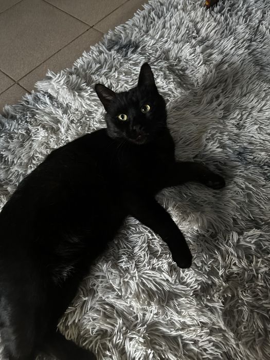 Отдам взрослого черного кота