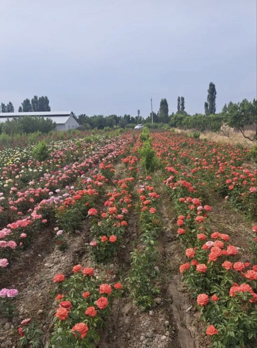 Роза ОПТОМ 250 тг