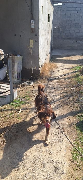 Сабака не серёзный