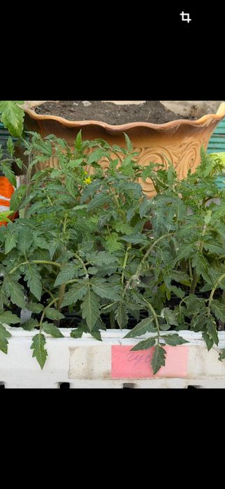 Продам рассаду помидор, перец баклажан