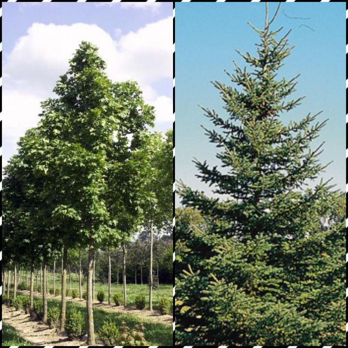 Poze reale/ plante ornamentale ( tuia, brazi, platani, mesteacan, tei