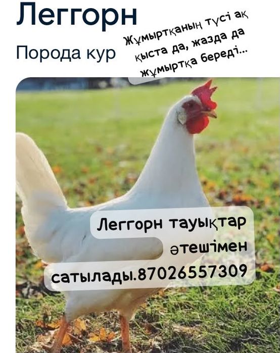 Тауық,үйрек,балапан сатамын
