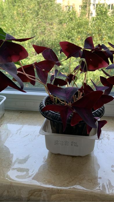 Продаю цветы «декабриста»розовые