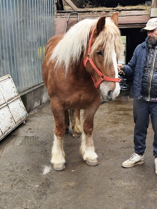 Vând iapă de 6 ani