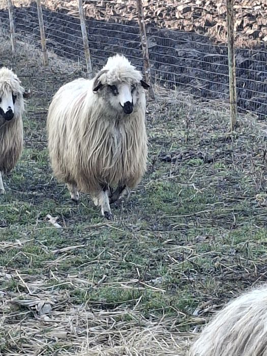 Vând 2 oii o miaoră și o strămioară