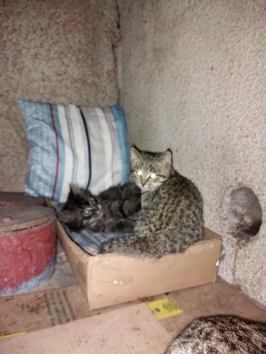 Красивые  котята