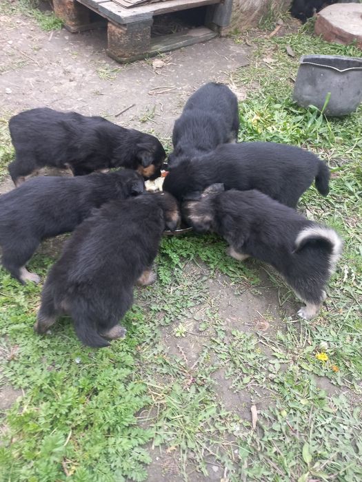 Щенки дворовой породы