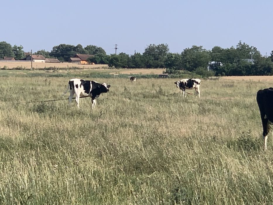 Vând vițele holstein
