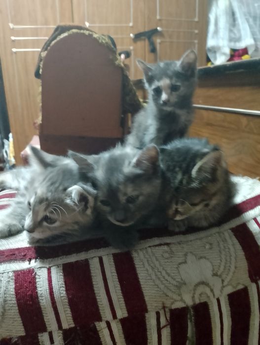 Отдам в добрые руки