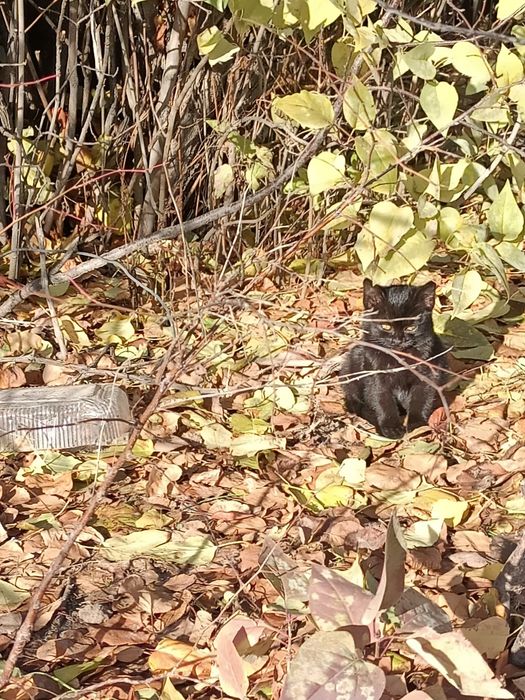 Отдам котенка в добрые руки вместе с кормом