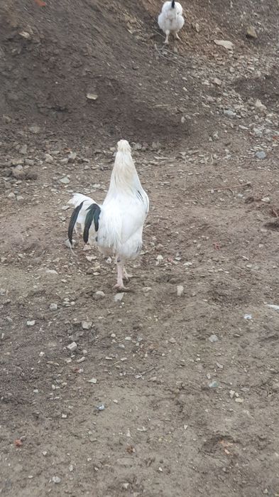 Хурозлар сотилади