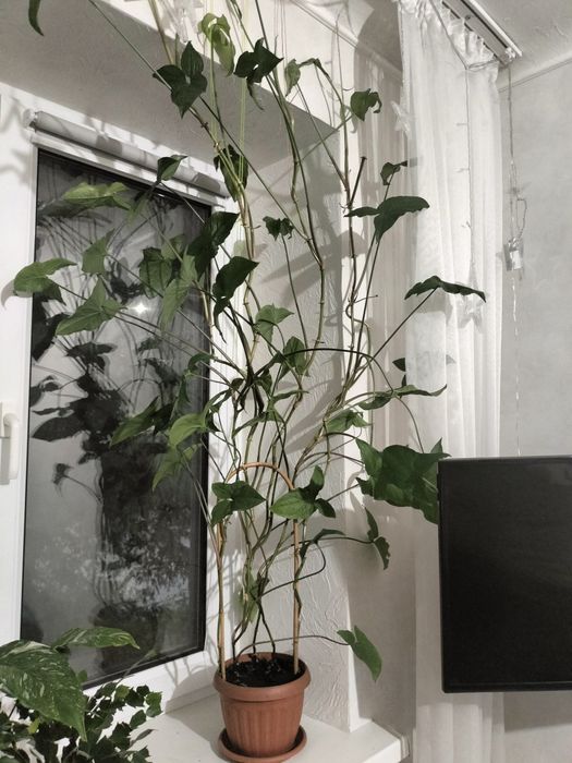 Продам комнатные цветы