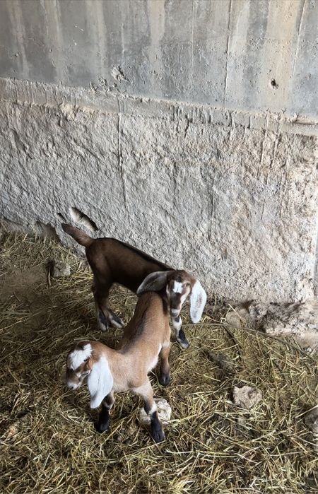 Англонуб ешки сатылады